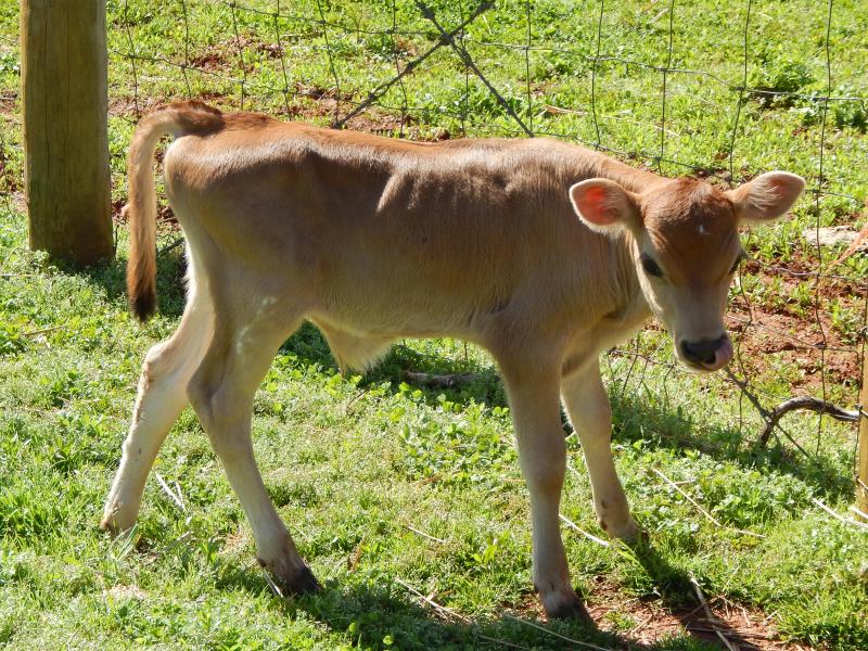 White Star Miniature Jerseys Cattle For Sale...