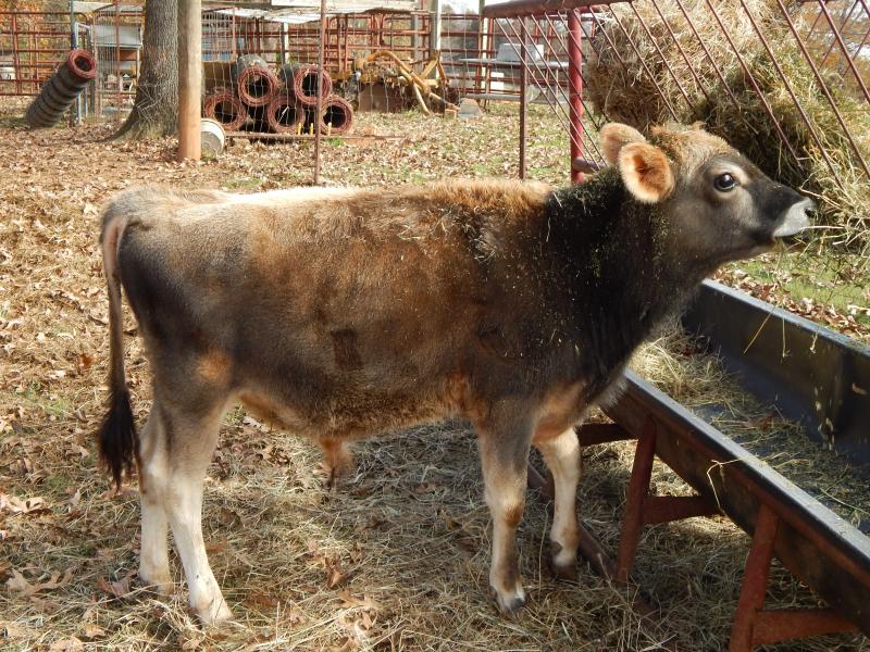 White Star Miniature Jerseys Cattle For Sale...