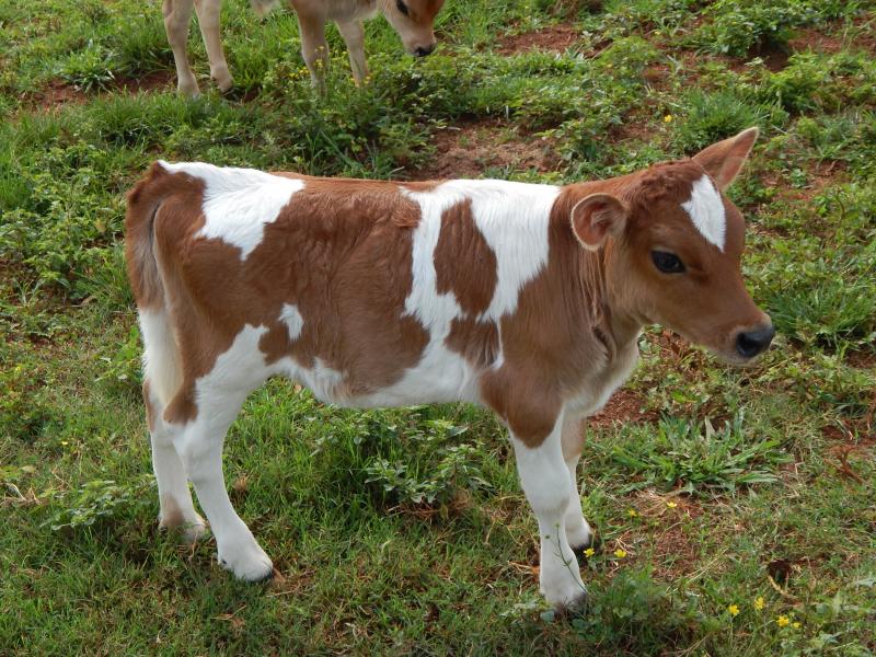 miniature jersey cattle for sale